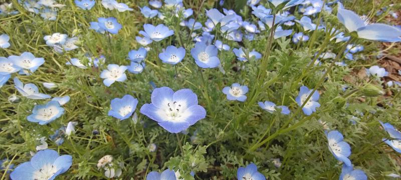 Featured image of post 植物学及实验（甲）
